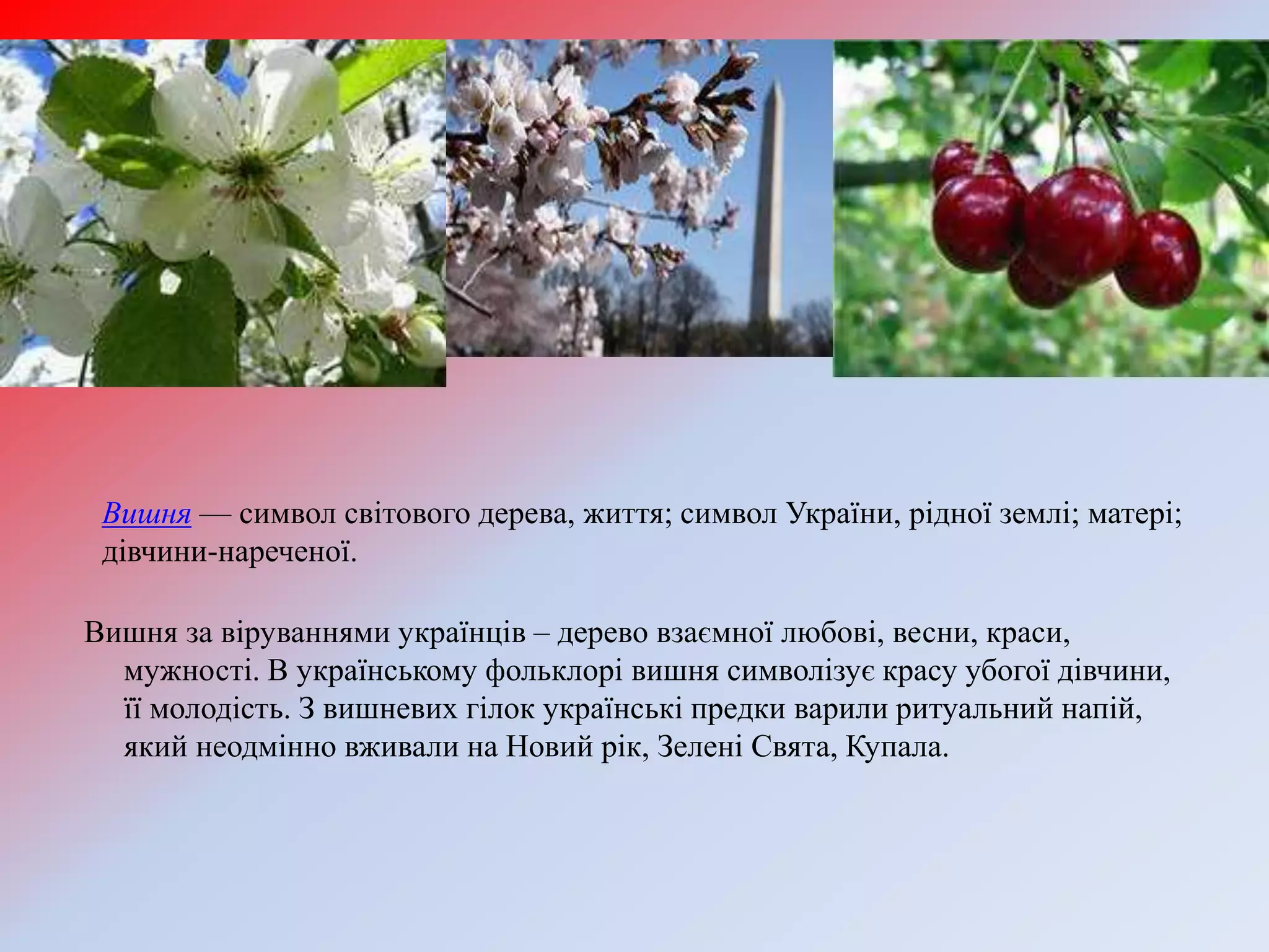 Вишня за віруваннями українців – дерево взаємної любові, весни, краси,
мужності. В українському фольклорі вишня символізує красу убогої дівчини,
її молодість. З вишневих гілок українські предки варили ритуальний напій,
який неодмінно вживали на Новий рік, Зелені Свята, Купала.
Вишня — символ світового дерева, життя; символ України, рідної землі; матері;
дівчини-нареченої.
 