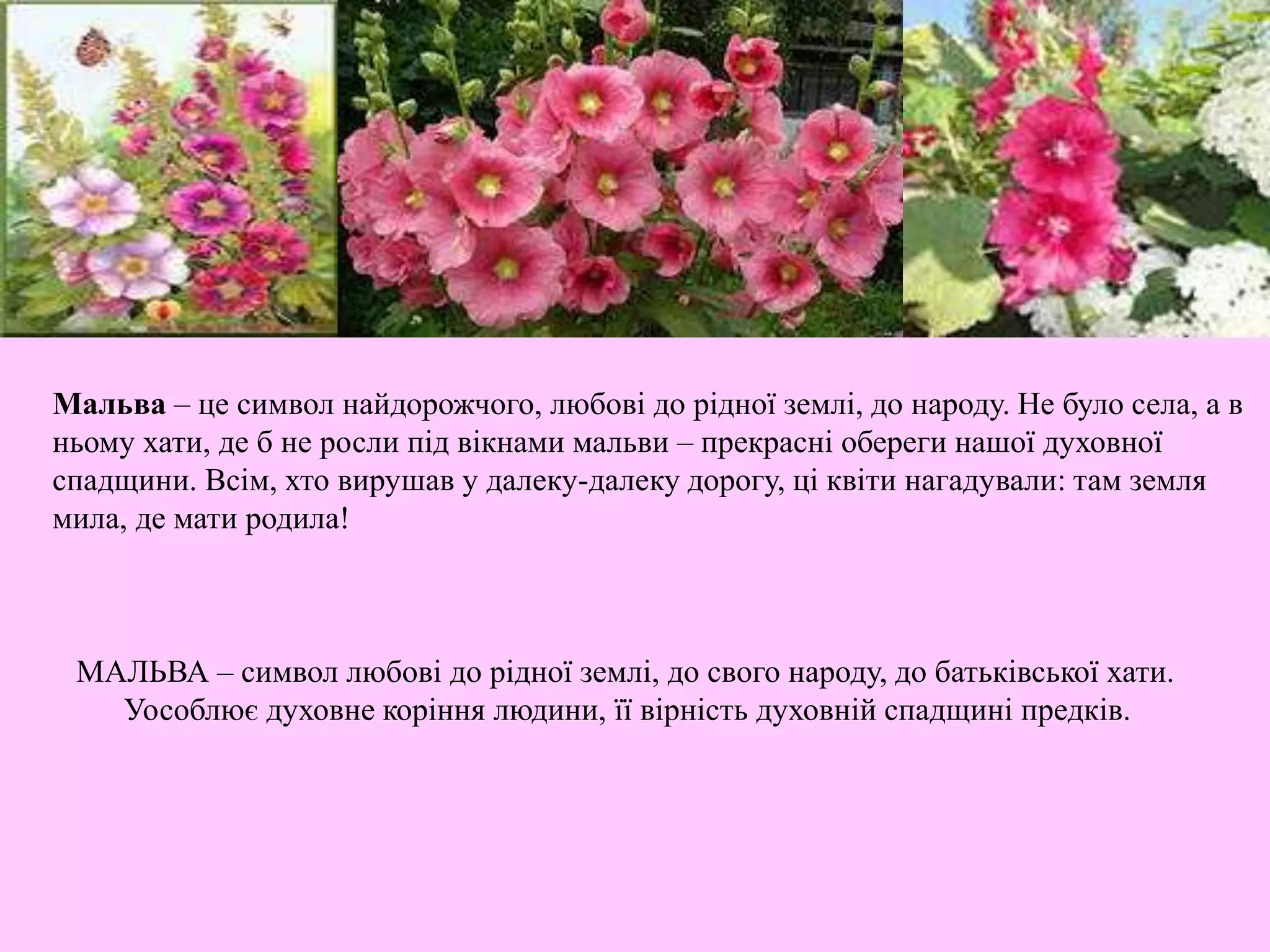 МАЛЬВА – символ любові до рідної землі, до свого народу, до батьківської хати.
Уособлює духовне коріння людини, її вірність духовній спадщині предків.
Мальва – це символ найдорожчого, любові до рідної землі, до народу. Не було села, а в
ньому хати, де б не росли під вікнами мальви – прекрасні обереги нашої духовної
спадщини. Всім, хто вирушав у далеку-далеку дорогу, ці квіти нагадували: там земля
мила, де мати родила!
 