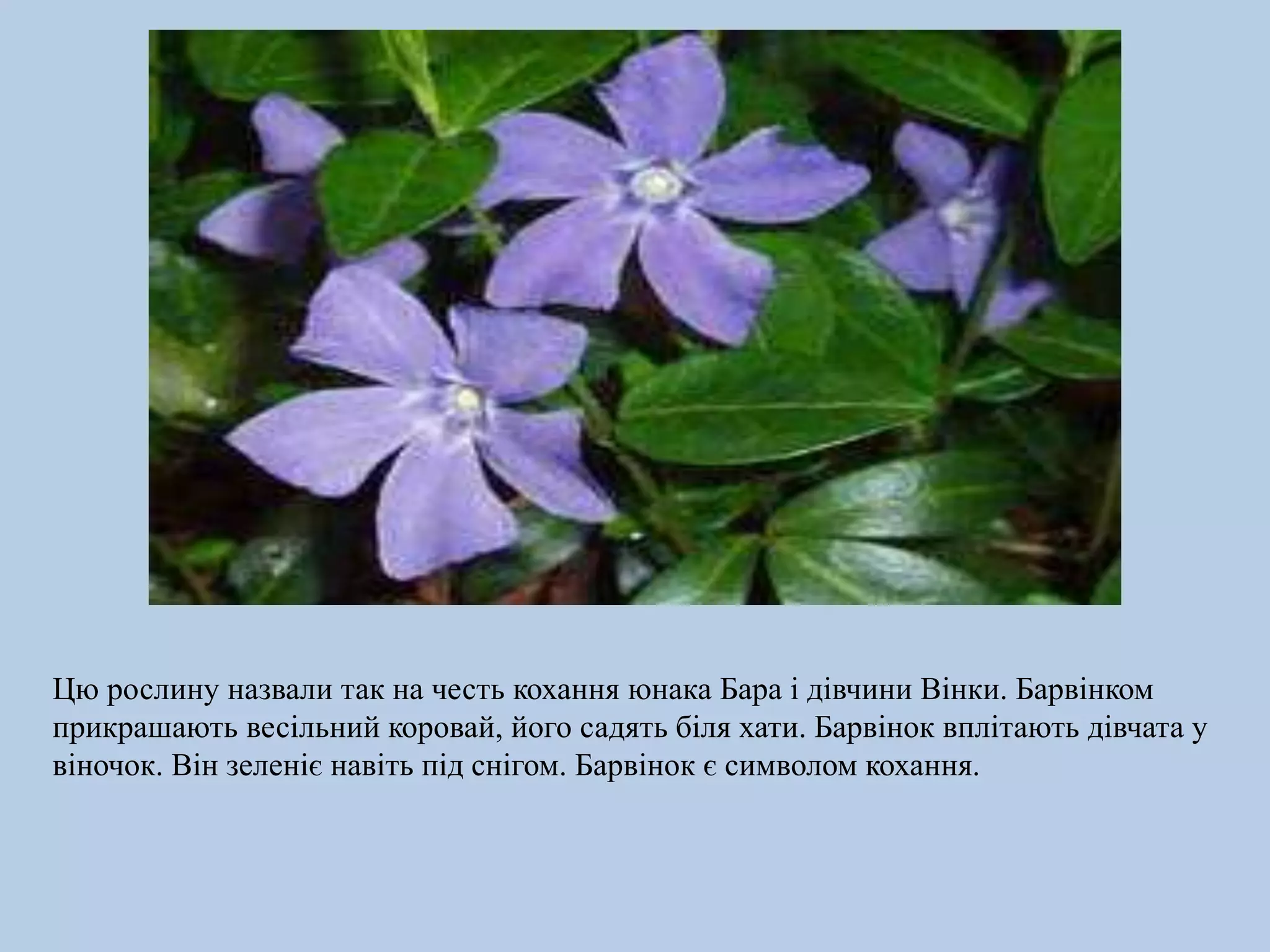 Цю рослину назвали так на честь кохання юнака Бара і дівчини Вінки. Барвінком
прикрашають весільний коровай, його садять біля хати. Барвінок вплітають дівчата у
віночок. Він зеленіє навіть під снігом. Барвінок є символом кохання.
 