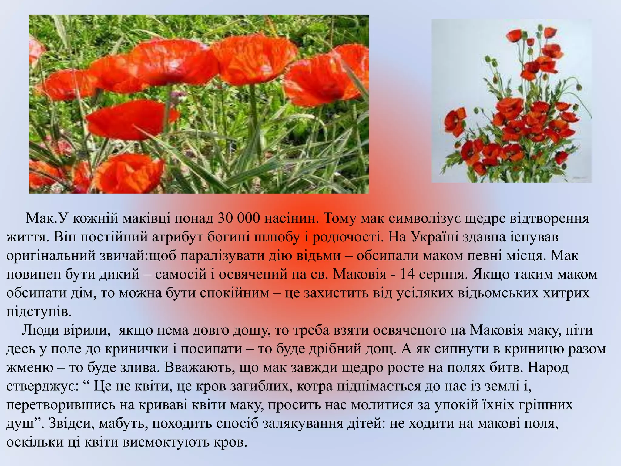 Мак.У кожній маківці понад 30 000 насінин. Тому мак символізує щедре відтворення
життя. Він постійний атрибут богині шлюбу і родючості. На Україні здавна існував
оригінальний звичай:щоб паралізувати дію відьми – обсипали маком певні місця. Мак
повинен бути дикий – самосій і освячений на св. Маковія - 14 серпня. Якщо таким маком
обсипати дім, то можна бути спокійним – це захистить від усіляких відьомських хитрих
підступів.
Люди вірили, якщо нема довго дощу, то треба взяти освяченого на Маковія маку, піти
десь у поле до кринички і посипати – то буде дрібний дощ. А як сипнути в криницю разом
жменю – то буде злива. Вважають, що мак завжди щедро росте на полях битв. Народ
стверджує: “ Це не квіти, це кров загиблих, котра піднімається до нас із землі і,
перетворившись на криваві квіти маку, просить нас молитися за упокій їхніх грішних
душ”. Звідси, мабуть, походить спосіб залякування дітей: не ходити на макові поля,
оскільки ці квіти висмоктують кров.
 