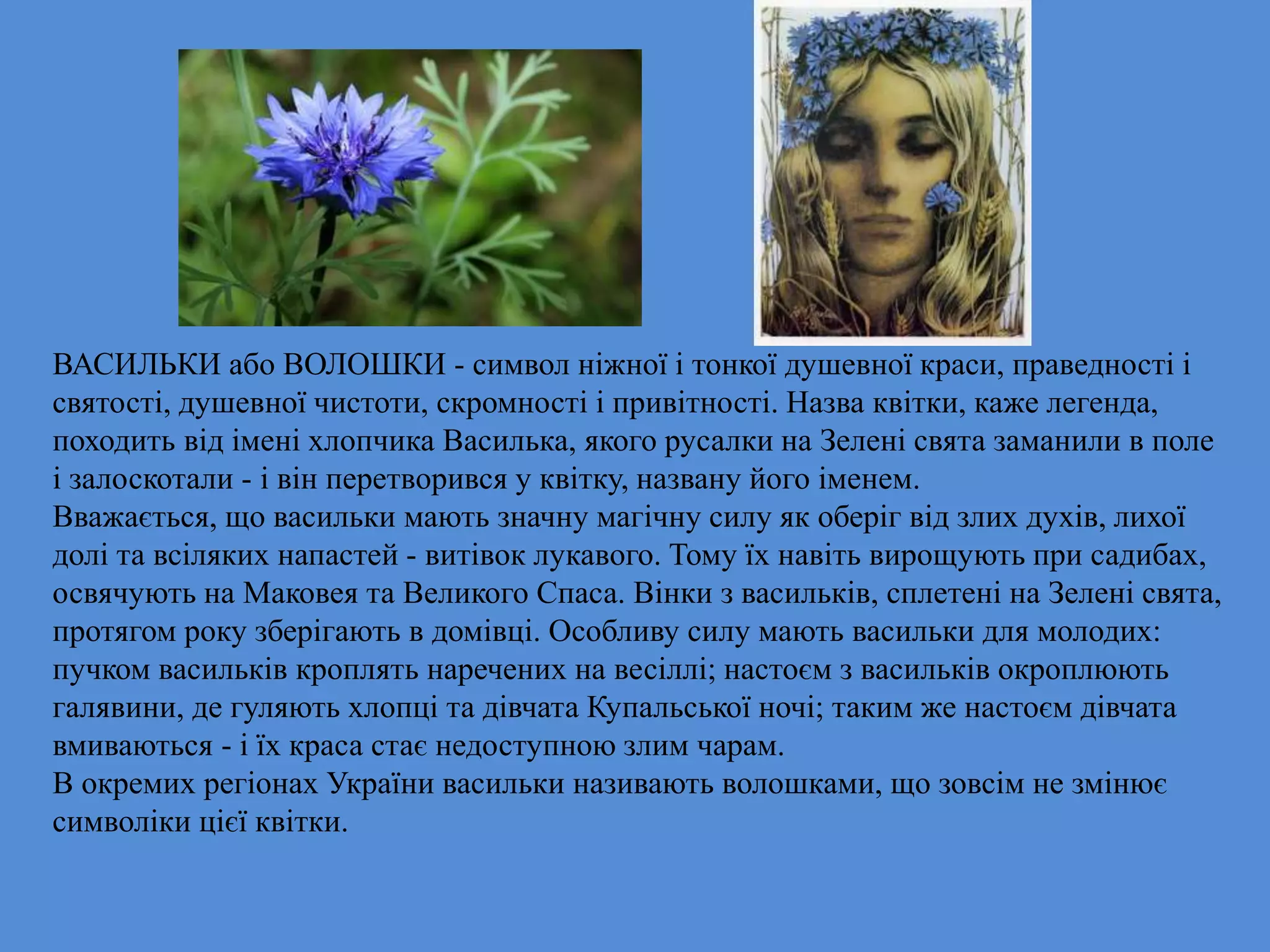 ВАСИЛЬКИ або ВОЛОШКИ - символ ніжної і тонкої душевної краси, праведності і
святості, душевної чистоти, скромності і привітності. Назва квітки, каже легенда,
походить від імені хлопчика Василька, якого русалки на Зелені свята заманили в поле
і залоскотали - і він перетворився у квітку, названу його іменем.
Вважається, що васильки мають значну магічну силу як оберіг від злих духів, лихої
долі та всіляких напастей - витівок лукавого. Тому їх навіть вирощують при садибах,
освячують на Маковея та Великого Спаса. Вінки з васильків, сплетені на Зелені свята,
протягом року зберігають в домівці. Особливу силу мають васильки для молодих:
пучком васильків кроплять наречених на весіллі; настоєм з васильків окроплюють
галявини, де гуляють хлопці та дівчата Купальської ночі; таким же настоєм дівчата
вмиваються - і їх краса стає недоступною злим чарам.
В окремих регіонах України васильки називають волошками, що зовсім не змінює
символіки цієї квітки.
 