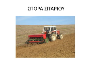 ΣΠΟΡΑ ΣΙΤΑΡΙΟΥ
 