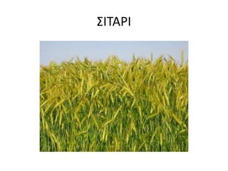 ΣΙΤΑΡΙ
 