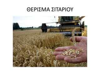 ΘΕΡΙΣΜΑ ΣΙΤΑΡΙΟΥ
 