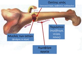 Μυελός των οστών
(φτιάχνει το αίμα)
Οστίτης ιστός
Οστεοκύτταρα, ασβέστιο, κολλαγόνο
Αιμοφόρα
αγγεία
Περιόστεο
(περίβλημα,
νεύρα,
πόνος)
 