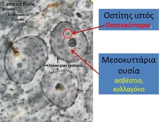Οστίτης ιστός
Οστεοκύτταρα,
Μεσοκυττάρια
ουσία
ασβέστιο,
κολλαγόνο
 
