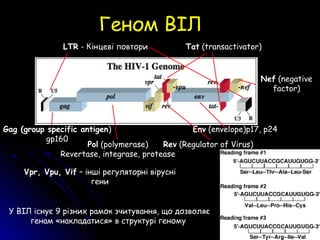 Геном ВІЛГеном ВІЛ
LTR - Кінцеві повтори
Gag (group specific antigen)
gp160
Pol (polymerase)
Revertase, integrase, protease
Env (envelope)p17, p24
Tat (transactivator)
Rev (Regulator of Virus)
Nef (negative
factor)
У ВІЛ існує 9 різних рамок зчитування, що дозволяє
генам «накладатися» в структурі геному
Vpr, Vpu, Vif – інші регуляторні вірусні
гени
 
