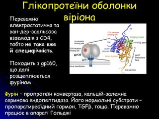 Глікопротеїни оболонкиГлікопротеїни оболонки
віріонавіріонаПереважно
електростатична та
ван-дер-ваальсова
взаємодія з CD4,
тобто не така вже
й специфічність.
Походить з gp160,
що далі
розщеплюється
фуріном
Фурін – пропротеїн конвертаза, кальцій-залежна
серинова ендопептидаза. Його нормальні субстрати –
пропаратиреоїдний гормон, TGFβ, тощо. Переважно
працює в апараті Гольджі
 