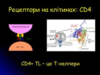 Рецептори на клітинахРецептори на клітинах:: ССD4D4
СD4+ TL – це Т-хелпери
 