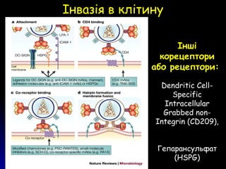 Інвазія в клітинуІнвазія в клітину
Інші
корецептори
або рецептори:
Dendritic Cell-
Specific
Intracellular
Grabbed non-
Integrin (CD209),
Гепарансульфат
(HSPG)
 