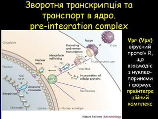 Зворотня транскрипція таЗворотня транскрипція та
транспорт в ядро.транспорт в ядро.
pre-integration complexpre-integration complex
Vpr (Vpx)
вірусний
протеїн R,
що
взаємодіє
з нуклео-
поринами
і формує
преінтегра
ційний
комплекс
 