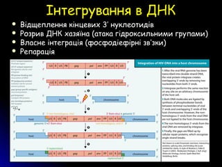 Інтегрування в ДНКІнтегрування в ДНК
 Відщеплення кінцевих 3’ нуклеотидів
 Розрив ДНК хазяїна (атака гідроксильними групами)
 Власне інтеграція (фосфодіефірні зв’зки)
 Репарація
 