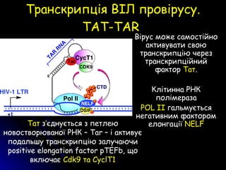 Транскрипція ВІЛ провірусу.Транскрипція ВІЛ провірусу.
TAT-TARTAT-TAR
Вірус може самостійно
активувати свою
транскрипцію через
транскрипційний
фактор Тат.
Клітинна РНК
полімераза
POL II гальмується
негативним фактором
елонгації NELFТат з’єднується з петлею
новостворюваної РНК – Tar – і активує
подальшу транскрипцію залучаючи
positive elongation factor pTEFb, що
включає Cdk9 та CyclT1
 