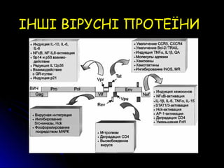 ІНШІ ВІРУСНІ ПРОТЕЇНИ
 