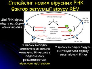 Сплайсінг нових вірусних РНКСплайсінг нових вірусних РНК
Фактор регуляції вірусуФактор регуляції вірусу REVREV
У цьому випадку
синтезується велика
молекула білку, яка в
подальшому
розщеплюється
вірусною протеазою
У цьому випадку будуть
синтезуватися одразу
готові вірусні білки
Цілі РНК вірусу
підуть на зборку
нових віріонів
 