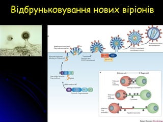 Відбруньковування нових віріонів
 