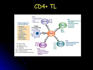 CD4+ TL
 
