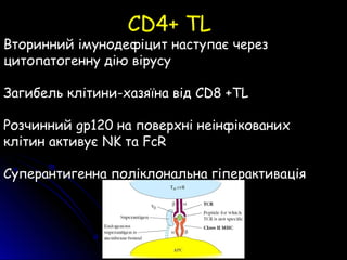 CD4+ TL
Вторинний імунодефіцит наступає через
цитопатогенну дію вірусу
Загибель клітини-хазяїна від CD8 +TL
Розчинний gp120 на поверхні неінфікованих
клітин активує NK та FcR
Суперантигенна поліклональна гіперактивація
 