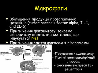 Макрофаги
 Збільшення продукції прозапальнихЗбільшення продукції прозапальних
цитокінів (tumor necrosis factor alpha, IL-1,цитокінів (tumor necrosis factor alpha, IL-1,
and IL-6)and IL-6)
 Пригнічення фагоцитозу, зокремаПригнічення фагоцитозу, зокрема
фагоцитозу апоптотичних тілець, щофагоцитозу апоптотичних тілець, що
індукуєтьсяіндукується NefNef
 Пригнічення злиття фагосом з лізосомамиПригнічення злиття фагосом з лізосомами
-Порушення хемотаксису-Порушення хемотаксису
-- Пригнічення ацидіфікаціїПригнічення ацидіфікації
лізосомлізосом
-- Зниження експресіїЗниження експресії FFс-с-
рецепторіврецепторів
 
