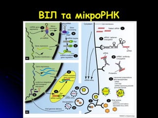 ВІЛ та мікроРНК
 