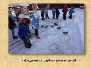 Наблюдение за голубями увлекает детей
 