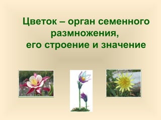 Цветок – орган семенного
размножения,
его строение и значение
 