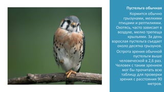 Пустельга обычная
Кормится обычно
грызунами, мелкими
птицами и рептилиями.
Охотясь, часто зависает в
воздухе, мелко трепеща
крыльями. За день
взрослая пустельга съедает
около десятка грызунов.
Острота зрения обычной
пустельги выше
человеческой в 2,6 раз.
Человек с таким зрением
мог бы прочитать всю
таблицу для проверки
зрения с расстояния 90
метров.
 