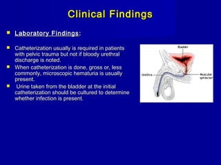 Clinical FindingsClinical Findings
 Laboratory FindingsLaboratory Findings ::
 Catheterization usually is required in patientsCatheterization usually is required in patients
with pelvic trauma but not if bloody urethralwith pelvic trauma but not if bloody urethral
discharge is noted.discharge is noted.
 When catheterization is done, gross or, lessWhen catheterization is done, gross or, less
commonly, microscopic hematuria is usuallycommonly, microscopic hematuria is usually
present.present.
 Urine taken from the bladder at the initialUrine taken from the bladder at the initial
catheterization should be cultured to determinecatheterization should be cultured to determine
whether infection is present.whether infection is present.
 