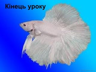 Кінець уроку
 