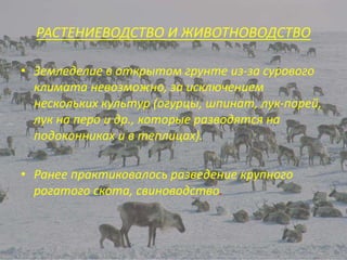 • Земледелие в открытом грунте из-за сурового
климата невозможно, за исключением
нескольких культур (огурцы, шпинат, лук-порей,
лук на перо и др., которые разводятся на
подоконниках и в теплицах).
• Ранее практиковалось разведение крупного
рогатого скота, свиноводство.
РАСТЕНИЕВОДСТВО И ЖИВОТНОВОДСТВО
 