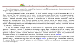 Сизоненко Ірина Миколаївна, керівника гуртка Миргородської райСЮН
Соснові ліси в районі поширені на піщаний і супіщаних землях. Ці ліси одноярусні. Більшість соснових лісів
створено штучно, тобто насаджено людиною.
Особливістю будови більшості видів хвойних є те, що їх зазвичай вічнозелені листки мають вигляд голок чи
рідше лусочок. Такі листи називають хвоєю, звідки і походить назва класу. Голки-листя на поперечному розрізі
округлі або ребристі, як у сосни або ялини, можуть нагадувати плоскі довгасті луски, наприклад, у тиса, туї,
кипариса. Завдяки невеликій площі листків та особливостей їх продихів, взимку практично повністю
припиняється випаровування води. Продихи занурені в товщу тканини листка, а у деяких рослин у зимовий
період закриваються воском. У більшості хвойних листки темно-зеленого кольору і розташовані на гілках по
спіралі, що забезпечує краще уловлювання розсіяного сонячного світла в помірних широтах і північних районах,
в густому лісі в тіні інших рослин.
У корі та деревині хвойних рослин є безліч канальців, заповнених густою рідиною зі специфічним
запахом — хвойною смолою. Їх називають смоляними ходами. При ушкодженні стовбура в цьому місці
з'являються краплі смоли, і рана швидко затягується. У стовбурі хвойного дерева добре виражені річні кільця
приросту. Коренева система хвойних стрижнева, причому є великий стрижневий корінь, що розвивається із
первинного та зберігається все життя рослини. Бічні корені тонкі та короткі, містять мікоризу.
Характерною особливістю більшості хвойних є верхівковий ріст. Гілки цих рослин розміщуються кільцями,
причому щороку утворюється одне кільце, або так звана «мутовка». За кількістю цих кілець можна підрахувати
вік рослини. Хвойні мають один або два типи пагонів. У більшості хвойних листки багаторічні, але у деяких видів
вони опадають щорічно.
 