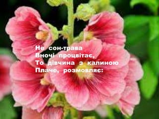Не сон-трава
Вночі процвітає,
То дівчина з калиною
Плаче, розмовляє:
 