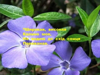 “Широкая, високая
Калино моя,
Не водою до схід сонця
Поливаная.
 
