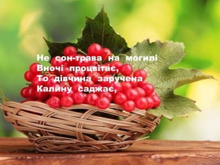 Не сон-трава на могилі
Вночі процвітає,
То дівчина заручена
Калину саджає,
 
