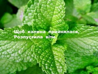 Щоб калина прийнялася,
Розпустила віти.
 