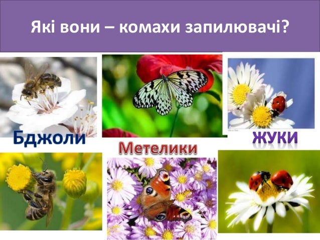 Картинки по запросу квіти і комахи