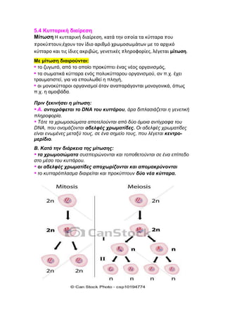 5.4 Κυτταρική διαίρεση
Μίτωση Η κυτταρική διαίρεση, κατά την οποία τα κύτταρα που
προκύπτουν,έχουν τον ίδιο αριθμό χρωμοσωμάτων με το αρχικό
κύτταρο και τις ίδιες ακριβώς, γενετικές πληροφορίες, λέγεται μίτωση.
Με μίτωση διαιρούνται:
• το ζυγωτό, από το οποίο προκύπτει ένας νέος οργανισμός,
• τα σωματικά κύτταρα ενός πολυκύτταρου οργανισμού, αν π.χ. έχει
τραυματιστεί, για να επουλωθεί η πληγή,
• οι μονοκύτταροι οργανισμοί όταν αναπαράγονται μονογονικά, όπως
π.χ. η αμοιβάδα.
Πριν ξεκινήσει η μίτωση:
• A. αντιγράφεται το DNA του κυττάρου, άρα διπλασιάζεται η γενετική
πληροφορία.
• Τότε τα χρωμοσώματα αποτελούνται από δύο όμοια αντίγραφα του
DNA, που ονομάζονται αδελφές χρωματίδες. Οι αδελφές χρωματίδες
είναι ενωμένες μεταξύ τους, σε ένα σημείο τους, που λέγεται κεντρο-
μερίδιο.
Β. Κατά την διάρκεια της μίτωσης:
• τα χρωμοσώματα συσπειρώνονται και τοποθετούνται σε ένα επίπεδο
στο μέσο του κυττάρου.
• οι αδελφές χρωματίδες αποχωρίζονται και απομακρύνονται
• το κυτταρόπλασμα διαιρείται και προκύπτουν δύο νέα κύτταρα.
 