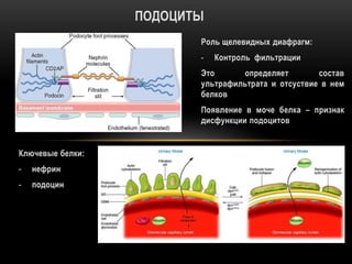 ПОДОЦИТЫ
Роль щелевидных диафрагм:
- Контроль фильтрации
Это определяет состав
ультрафильтрата и отсуствие в нем
белков
Появление в моче белка – признак
дисфункции подоцитов
Ключевые белки:
- нефрин
- подоцин
 