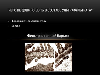 ЧЕГО НЕ ДОЛЖНО БЫТЬ В СОСТАВЕ УЛЬТРАФИЛЬТРАТА?
- Форменных элементов крови
- Белков
Фильтрационный барьер
 