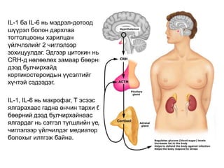 IL-1 ба IL-6 нь мэдрэл-дотоод
шүүрэл болон дархлаа
тогтолцооны харилцан
үйлчлэлийг 2 чиглэлээр
зохицуулдаг. Эдгээр цитокин нь
CRH-д нөлөөлөх замаар бөөрний
дээд булчирхайд
кортикостероидын үүсэлтийг
хүчтэй сэдээдэг.
IL-1, IL-6 нь макрофаг, Т эсээс
ялгарахаас гадна өнчин тархи ба
бөөрний дээд булчирхайнаас
ялгардаг нь сэтгэл түгшлийн үед 2
чиглэлээр үйлчилдэг медиатор
болохыг илтгэж байна.
 
