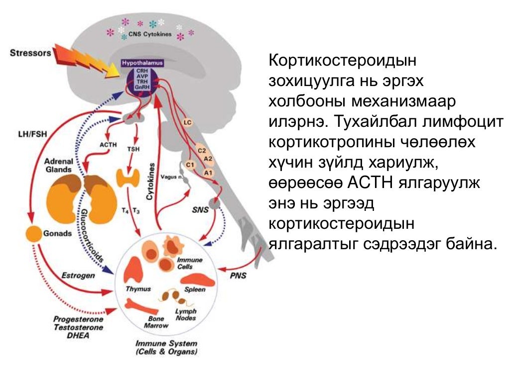 мэдрэл – шингэний зохицуулга