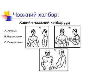 Чээжний хэлбэр:
Хэвийн чээжний хэлбэрүүд
А. Астеник
В. Нормостеник
С. Гиперастеник
 