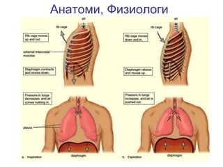 Анатоми, Физиологи
 