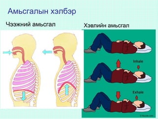 Амьсгалын хэлбэр
Чээжний амьсгал Хэвлийн амьсгал
 