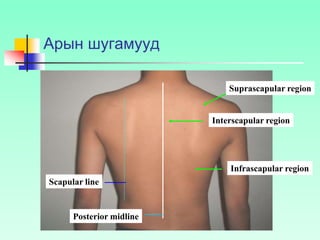 Арын шугамууд
Scapular line
Posterior midline
Infrascapular region
Interscapular region
Suprascapular region
 