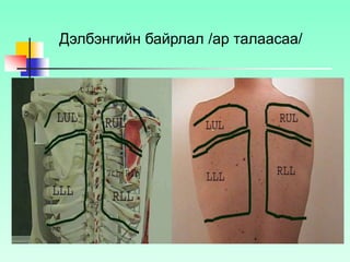 Дэлбэнгийн байрлал /ар талаасаа/
 