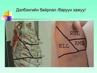 Дэлбэнгийн байрлал /баруун хажуу/
 