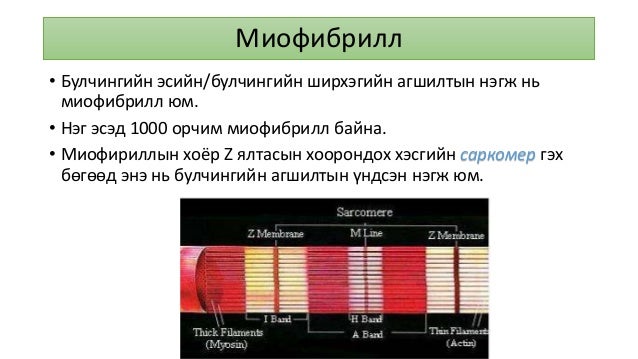 эдийн физиологи