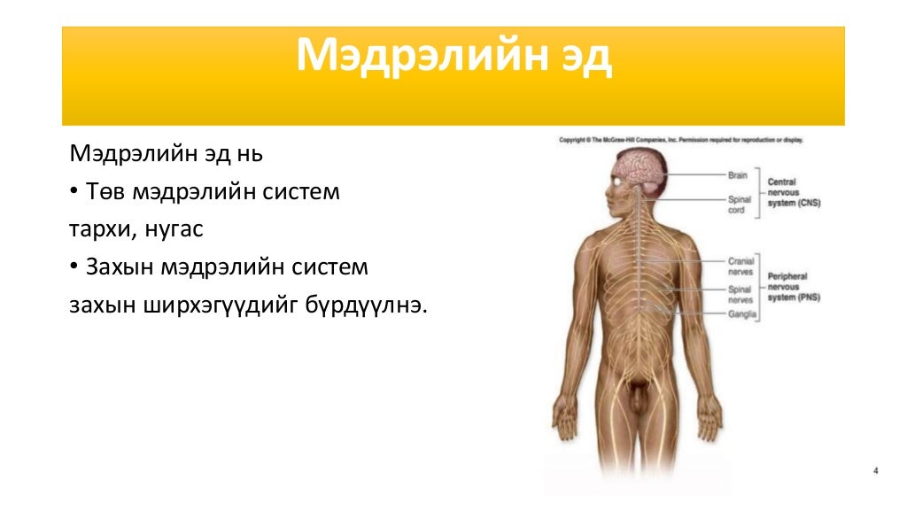 эдийн физиологи