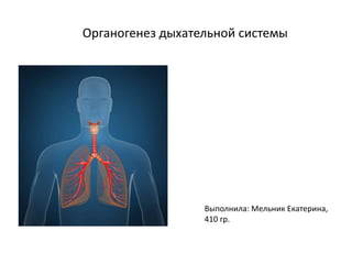 Органогенез дыхательной системы
Выполнила: Мельник Екатерина,
410 гр.
 
